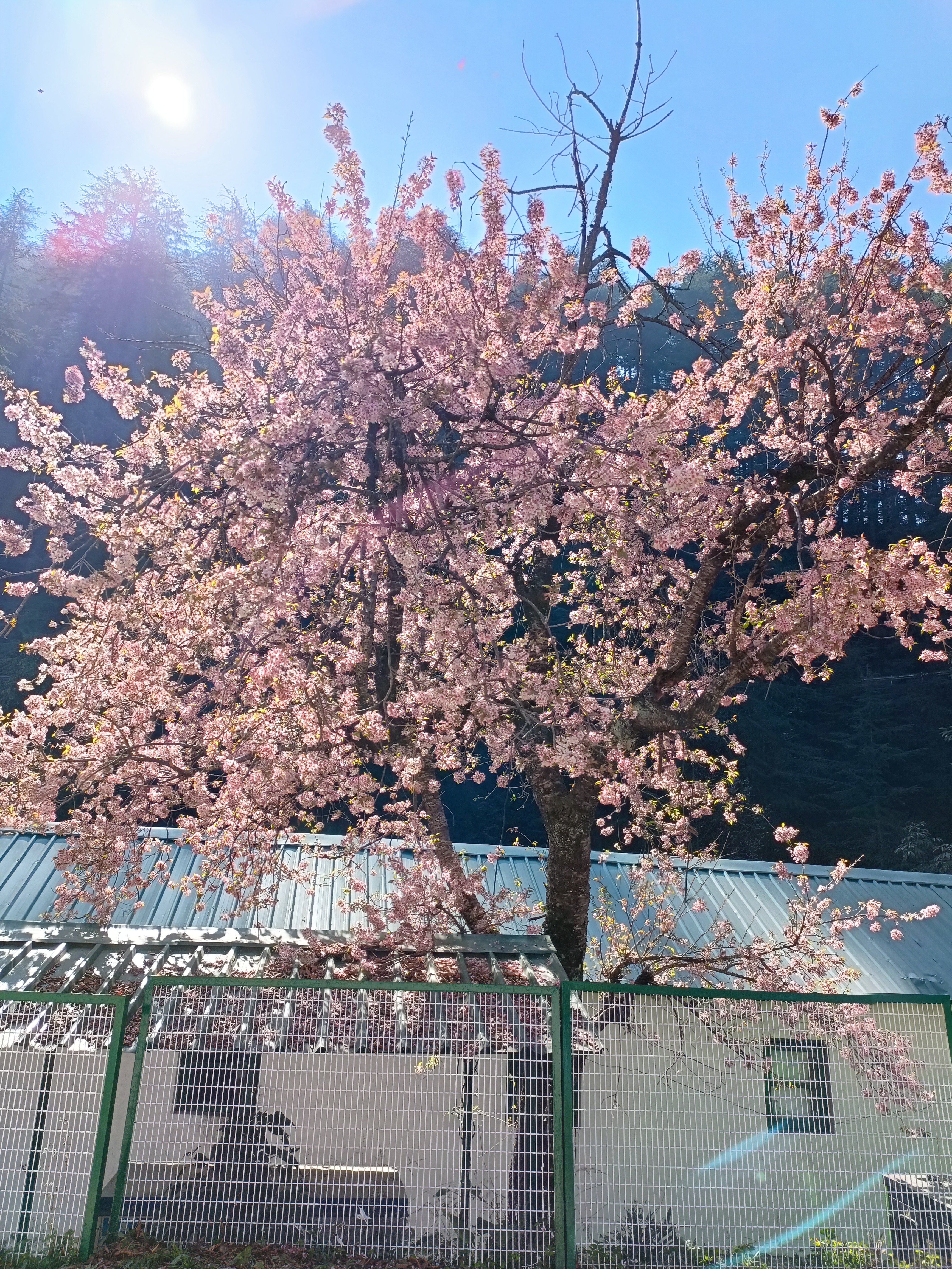 my first solo trip to shimla