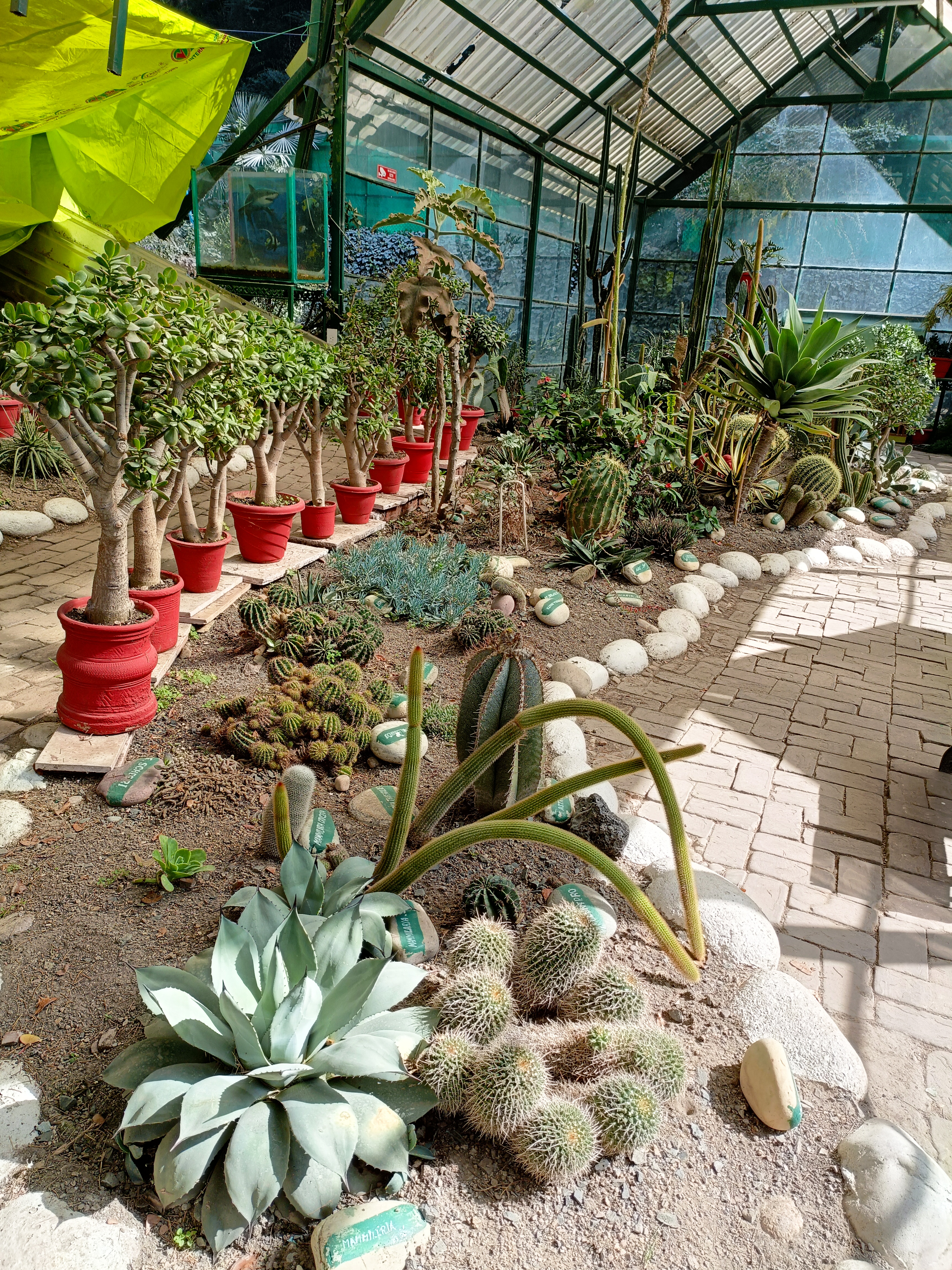 The cactus museum in shimla