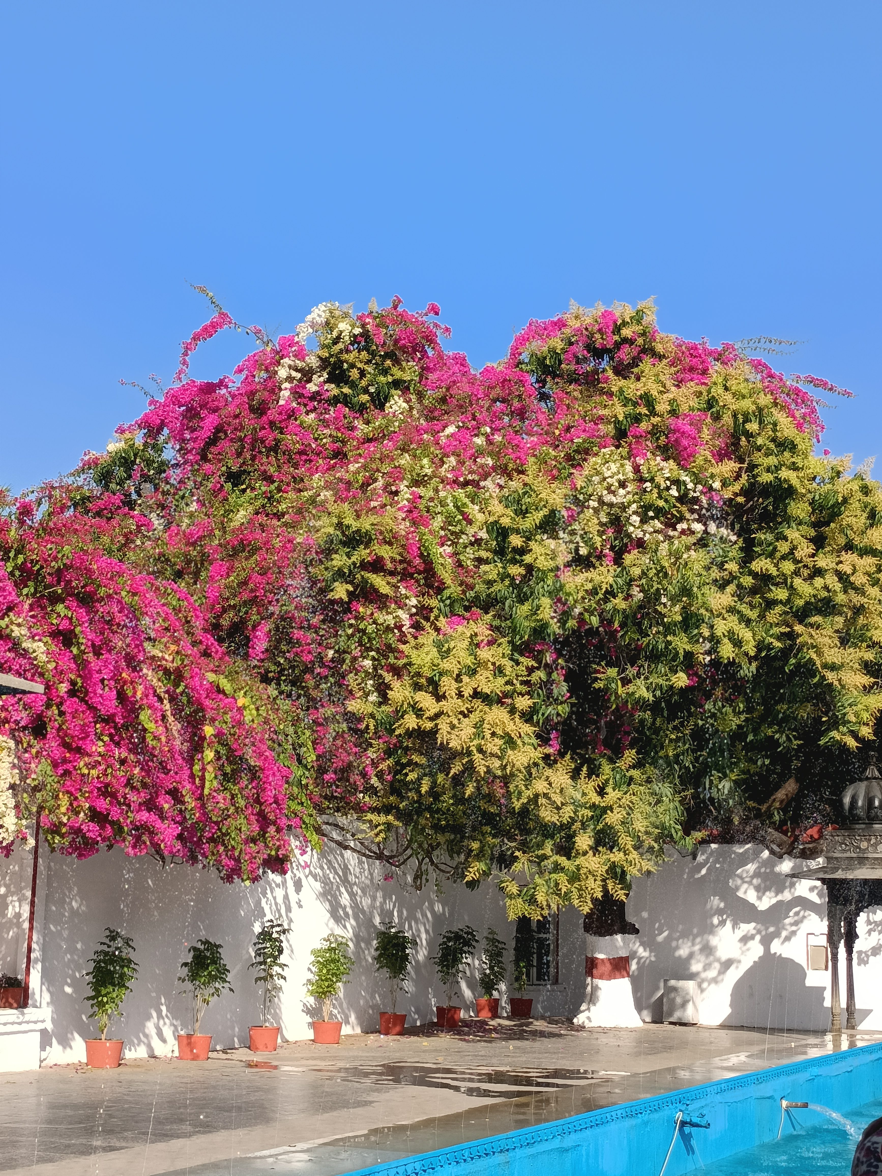 Bougainvillea, delhi to udaipur trip