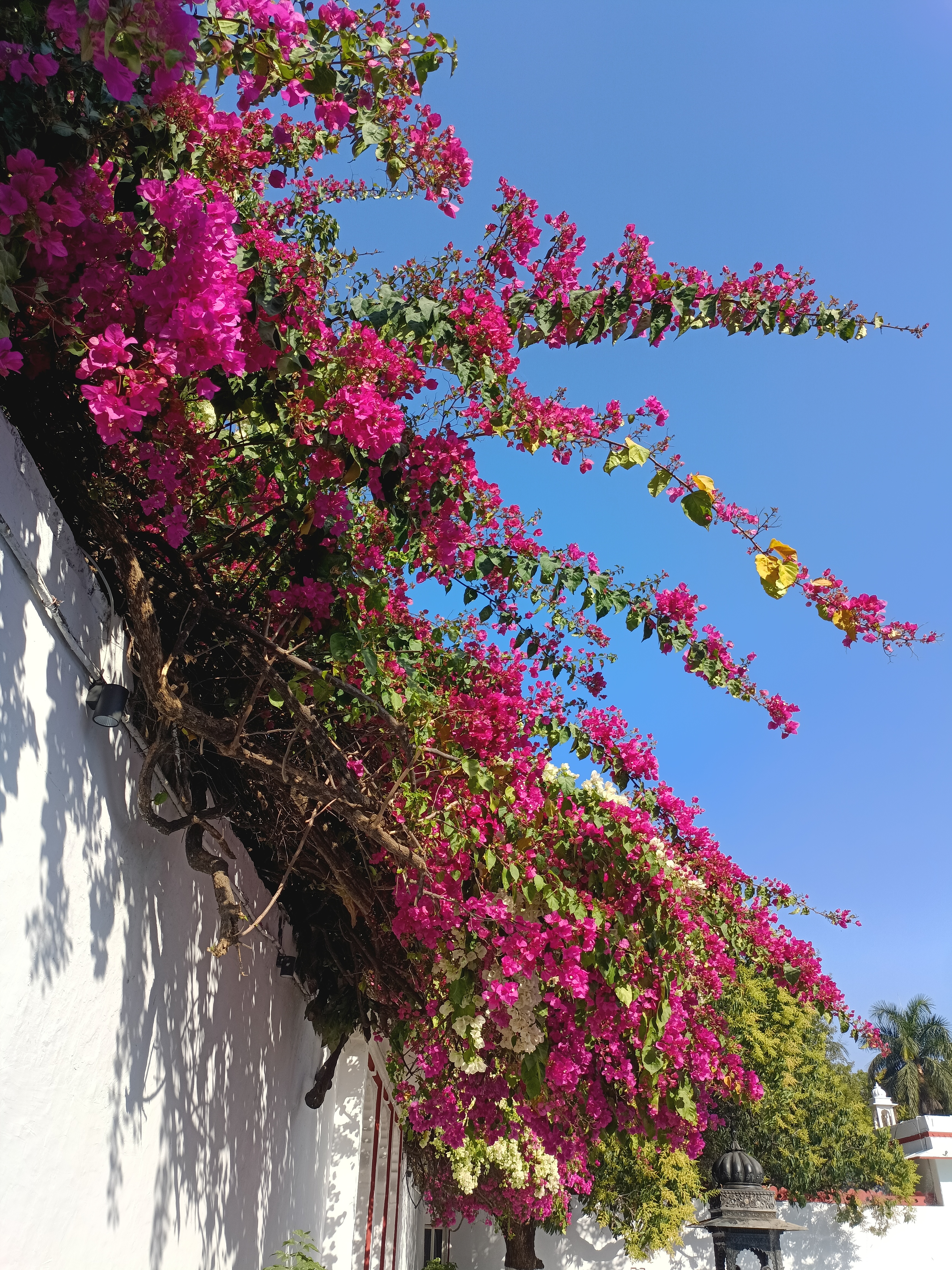 Bougainvillea, is it worth visiting udaipur