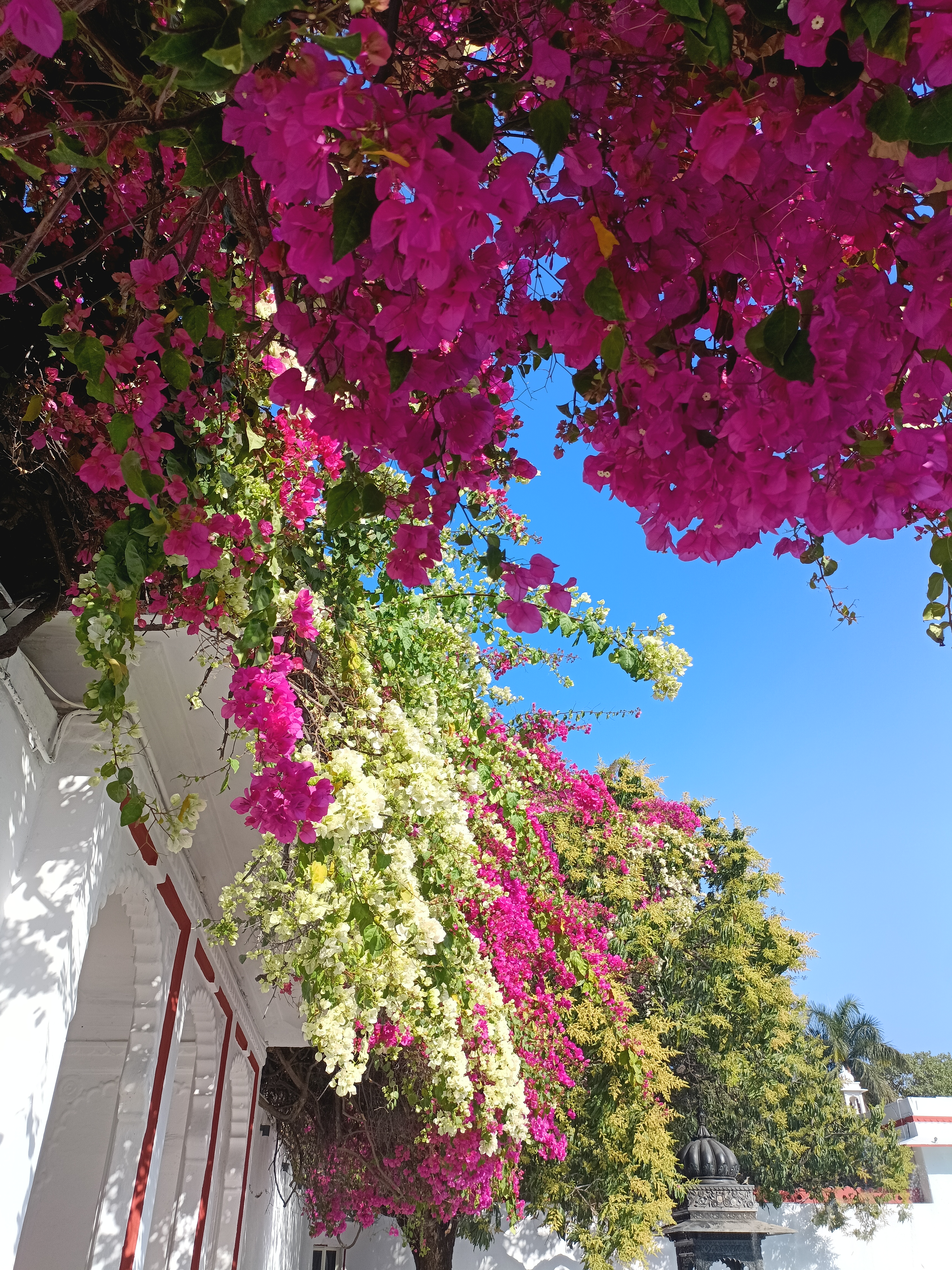 Bougainvillea, reasons to visit udaipur