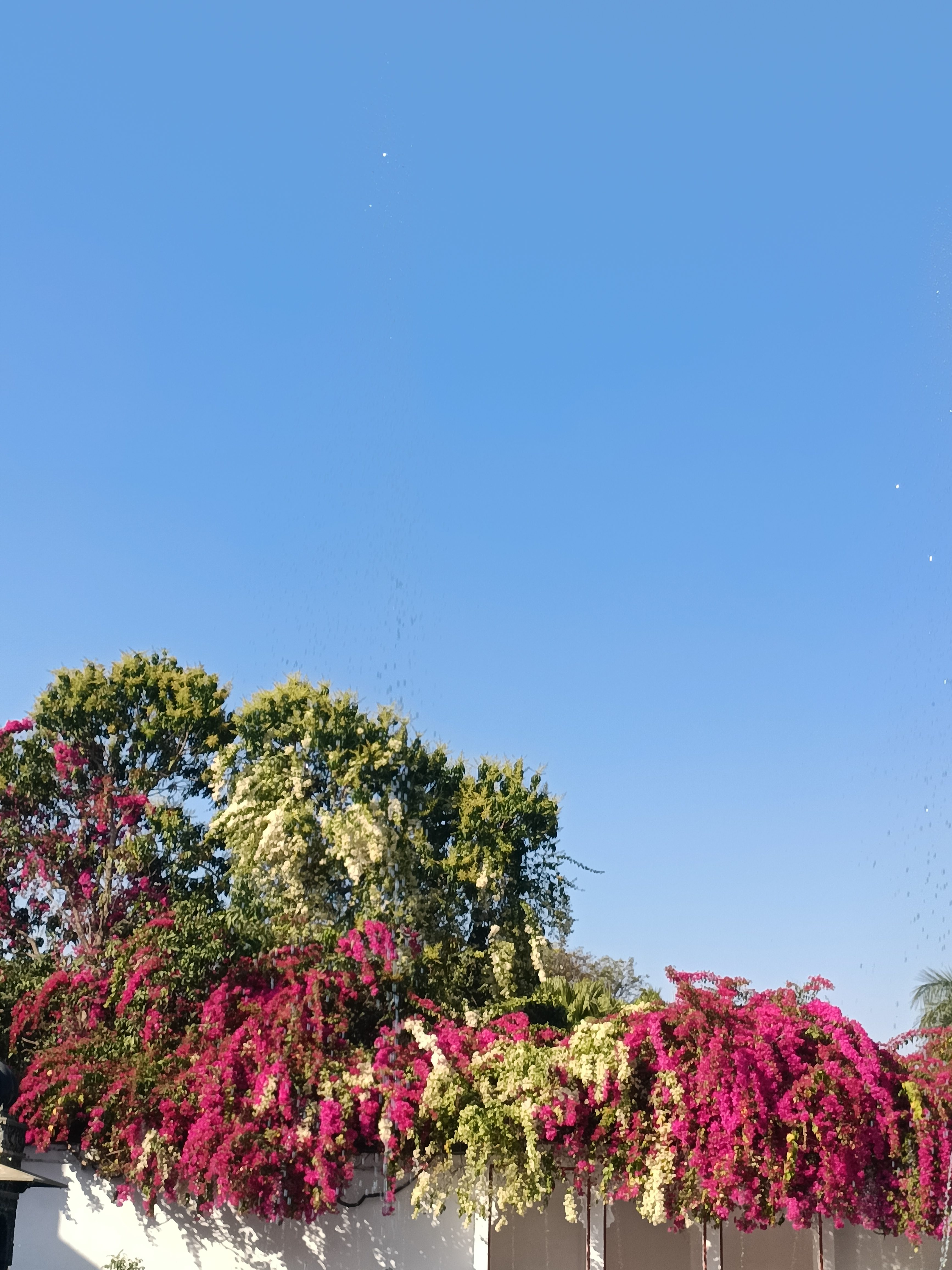 Bougainvillea, solo trip to udaipur